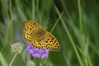 Dark green fritillary