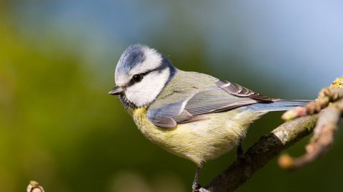 Blue tit