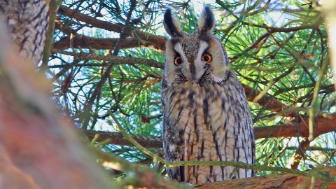 Long-eared owl