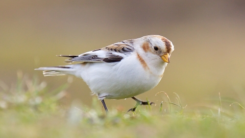 Snow Bunting