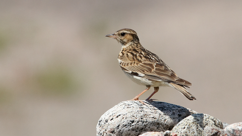 Woodlark