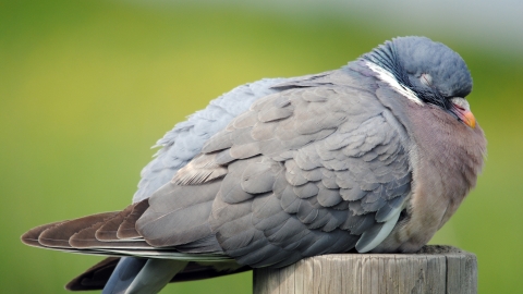 Woodpigeon