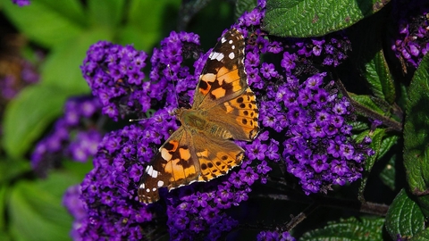 Painted Lady butterfly