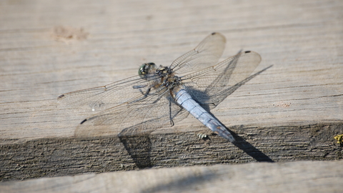 Black-tailed Skimmer male