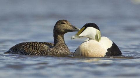 Eider