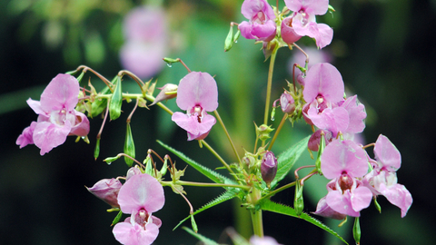 Himalayan Balsam