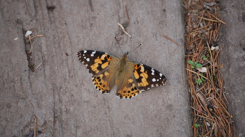 Painted Lady