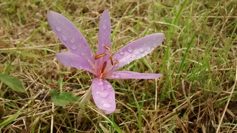 Meadow saffron