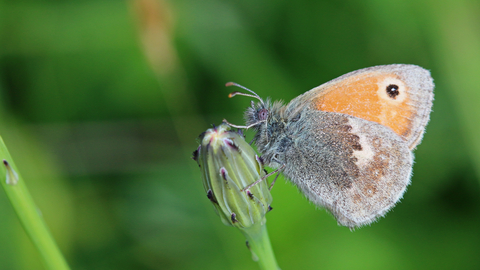 Small heath