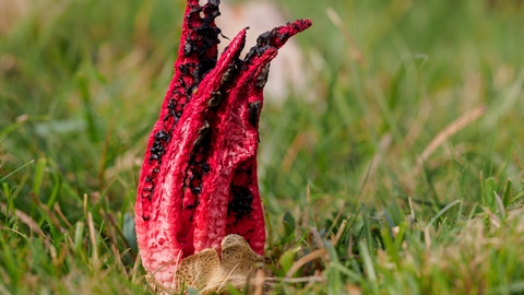 devil's fingers fungus