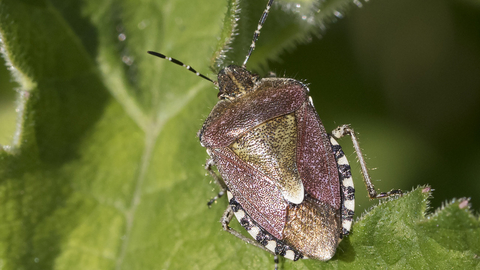 Hairy shieldbug