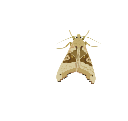 Angle shades moth illustration