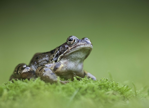 Common frog