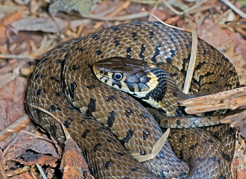 Grass snake