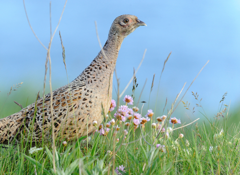 Pheasant female