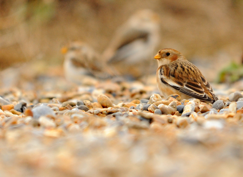 Snow Bunting