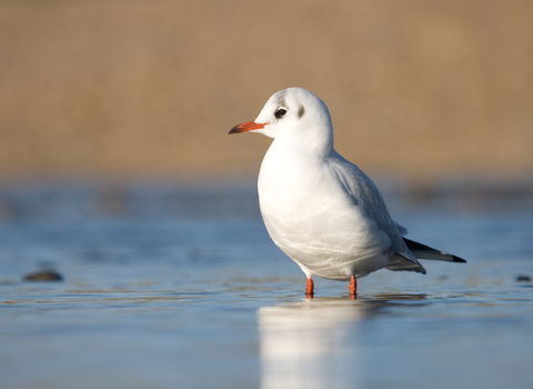 Black-headed Gull