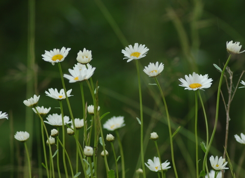 Common Daisy