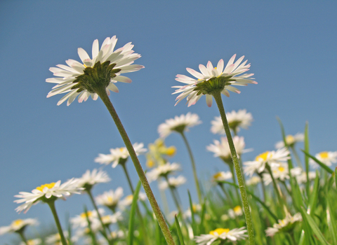 Common Daisy