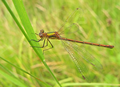 Emerald Damselfly