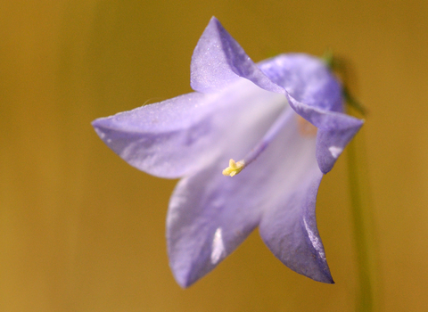 Harebell