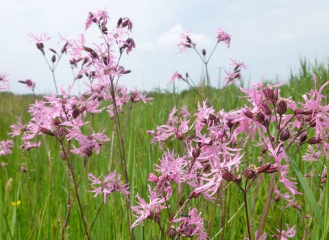 Ragged-Robin