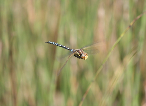 Common Hawker