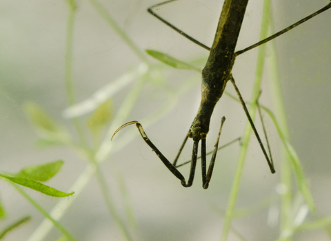 Water Stick Insect