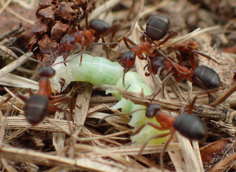 Narrow-headed ants