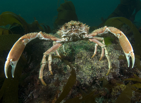 Spiny spider crab