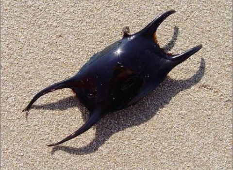 The minor miracle of a mermaid's purse – and The Shark Trust | Aberdovey  Londoner