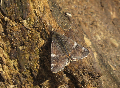 Orange underwing